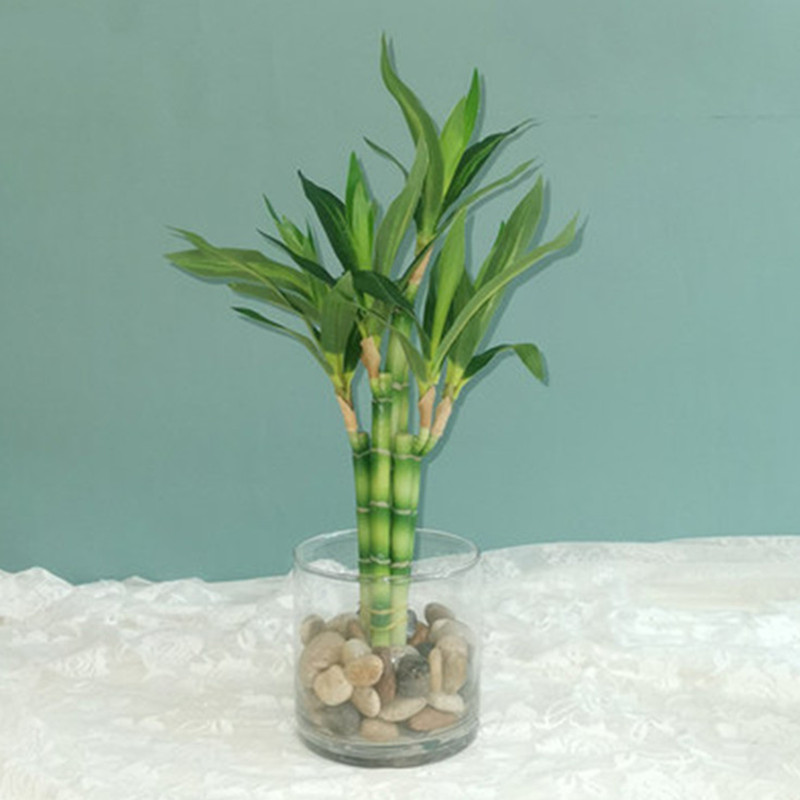 Fish Aquarium Home - Mới 40Cm RFtificial May Mắn Tre