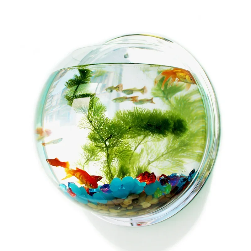 Aquarium Fish Betta - Pinsjar Acrylic Cá Bát Treo Tường