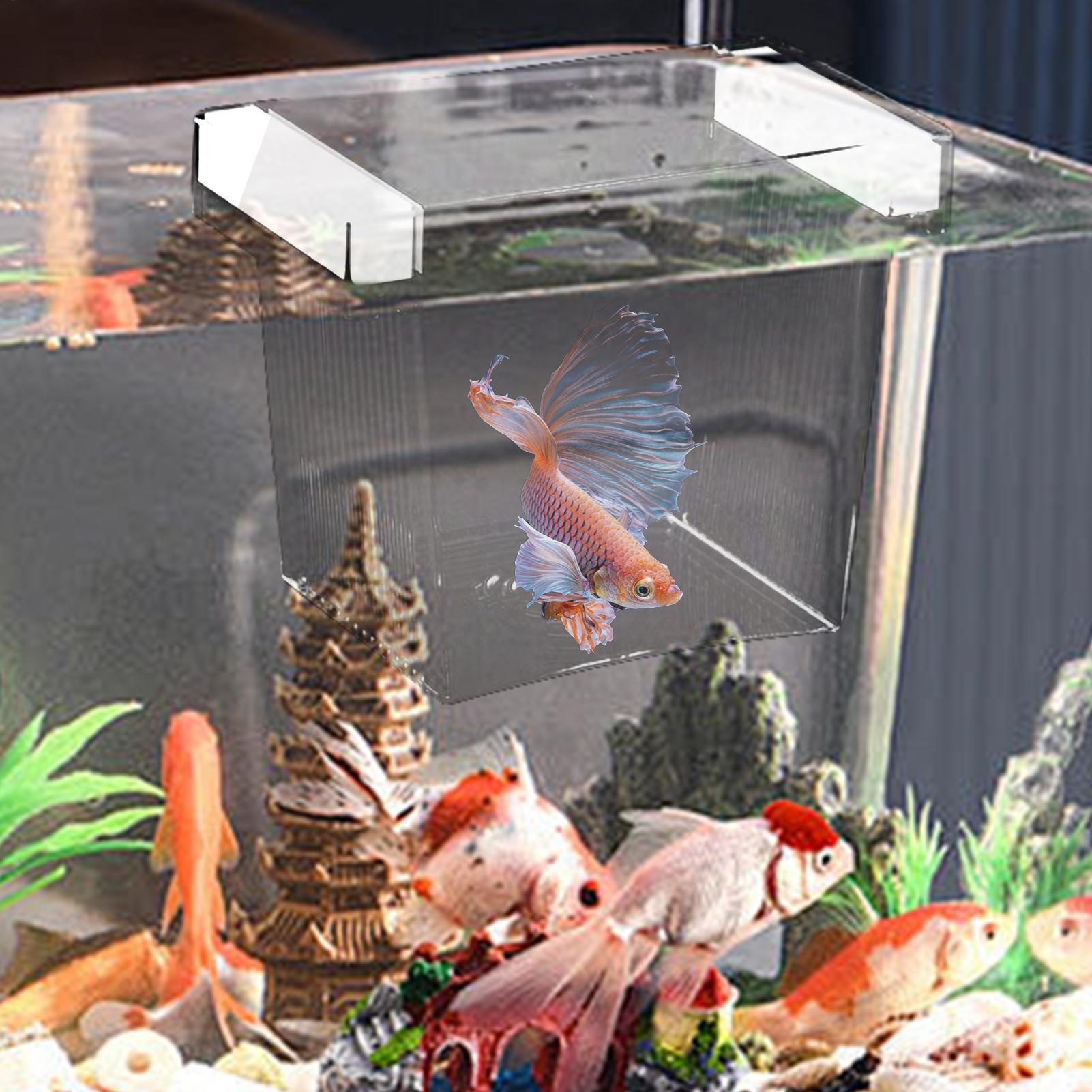 Floating Fish Breeding Isolati - đánh giá và giá Aquarium Fish Betta