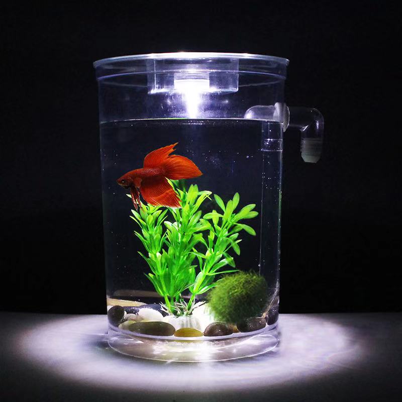 Giày Lười Nước Tự Do Thay Đổi  - đánh giá và giá Aquarium Fish Betta