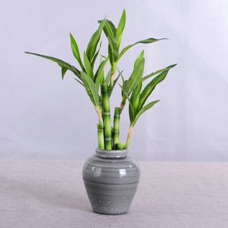 Mới 40Cm RFtificial May Mắn Tr - đánh giá và giá Fish Aquarium Home