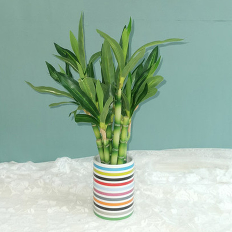Mới 40Cm RFtificial May Mắn Tr - đánh giá và giá Fish Aquarium Home