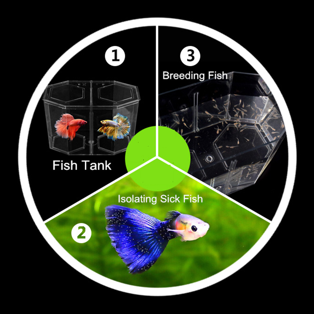 Acrylic Two Splits Guppy Fish  - đánh giá và giá Betta Fish Tank