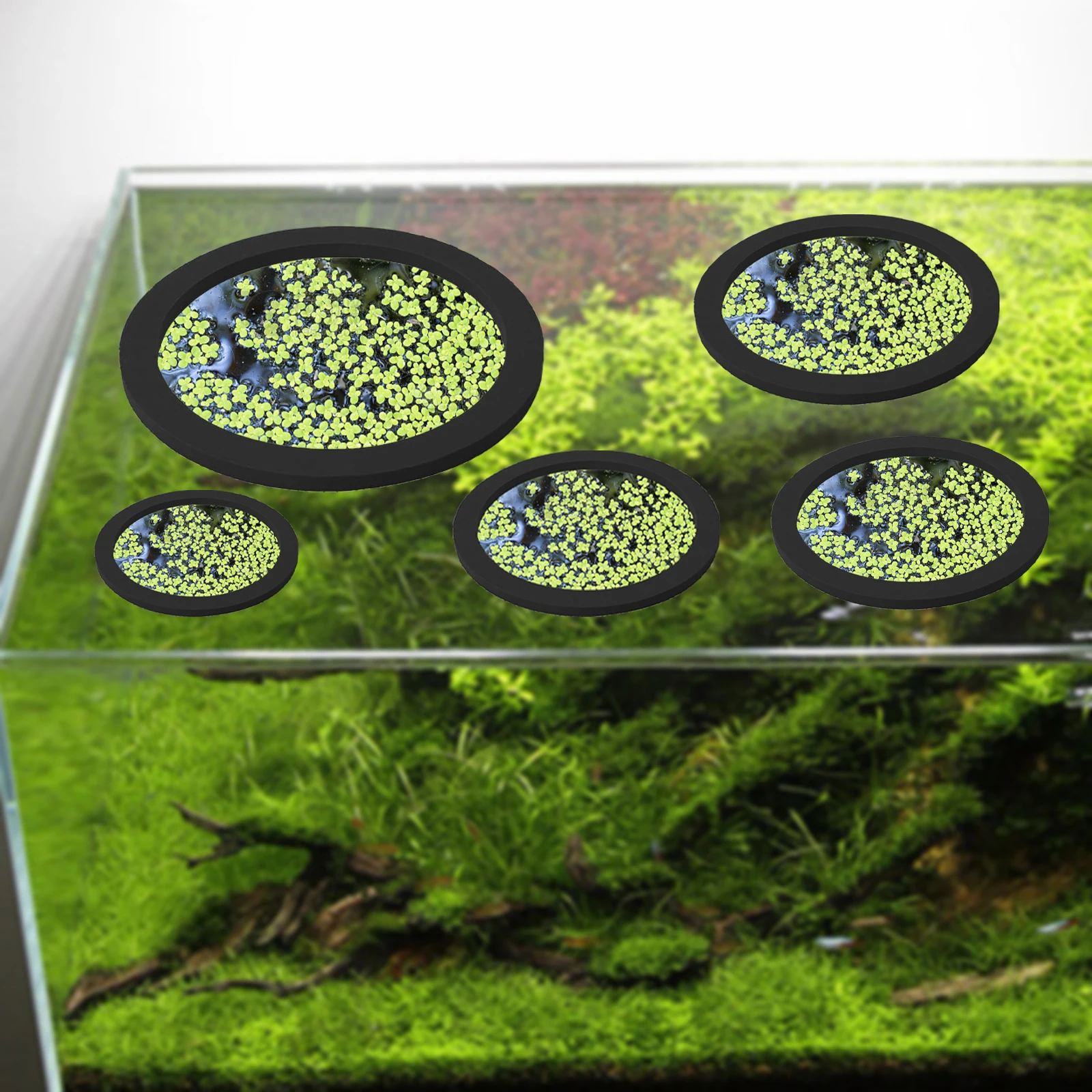 5Pcs EVA Fish Feeding Ring Aqu - đánh giá và giá Aquarium Plants
